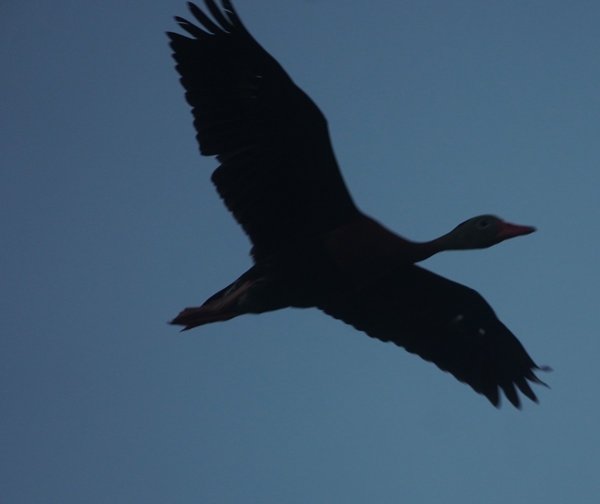 Black-bellied Whistling-Duck - ML620758520