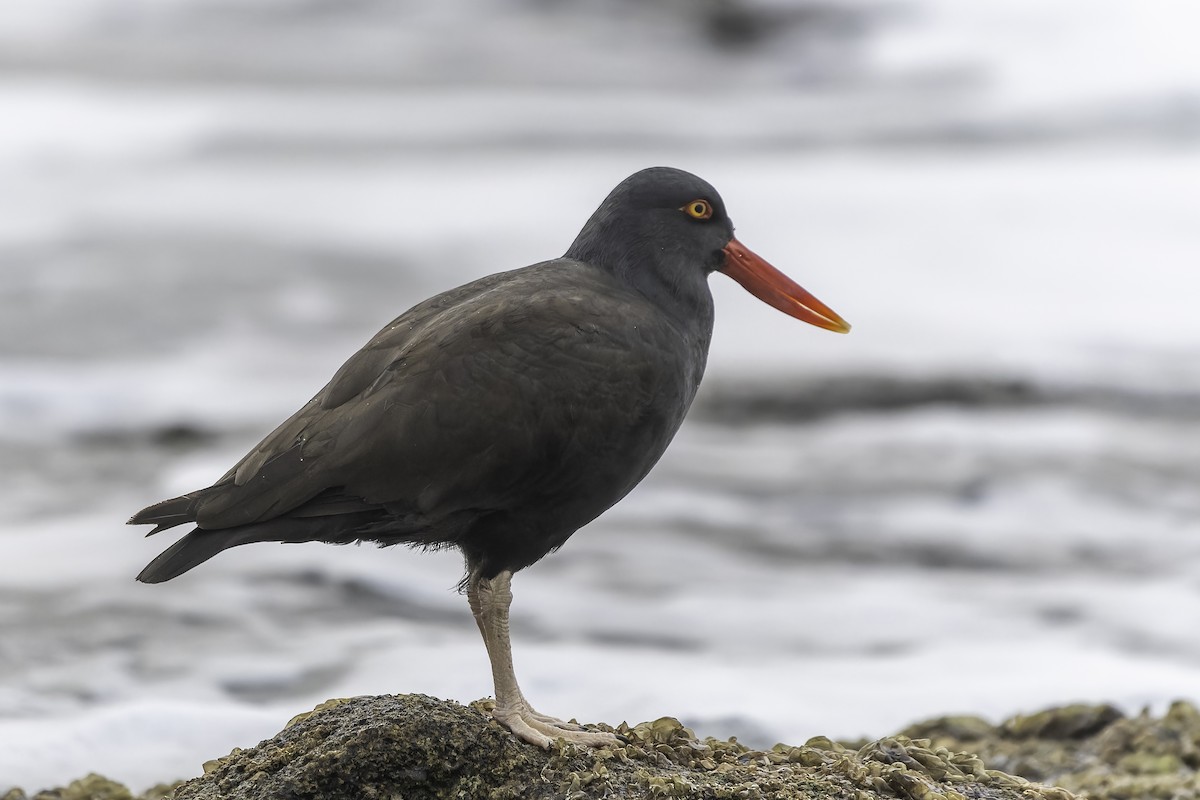 Blackish Oystercatcher - ML620758521