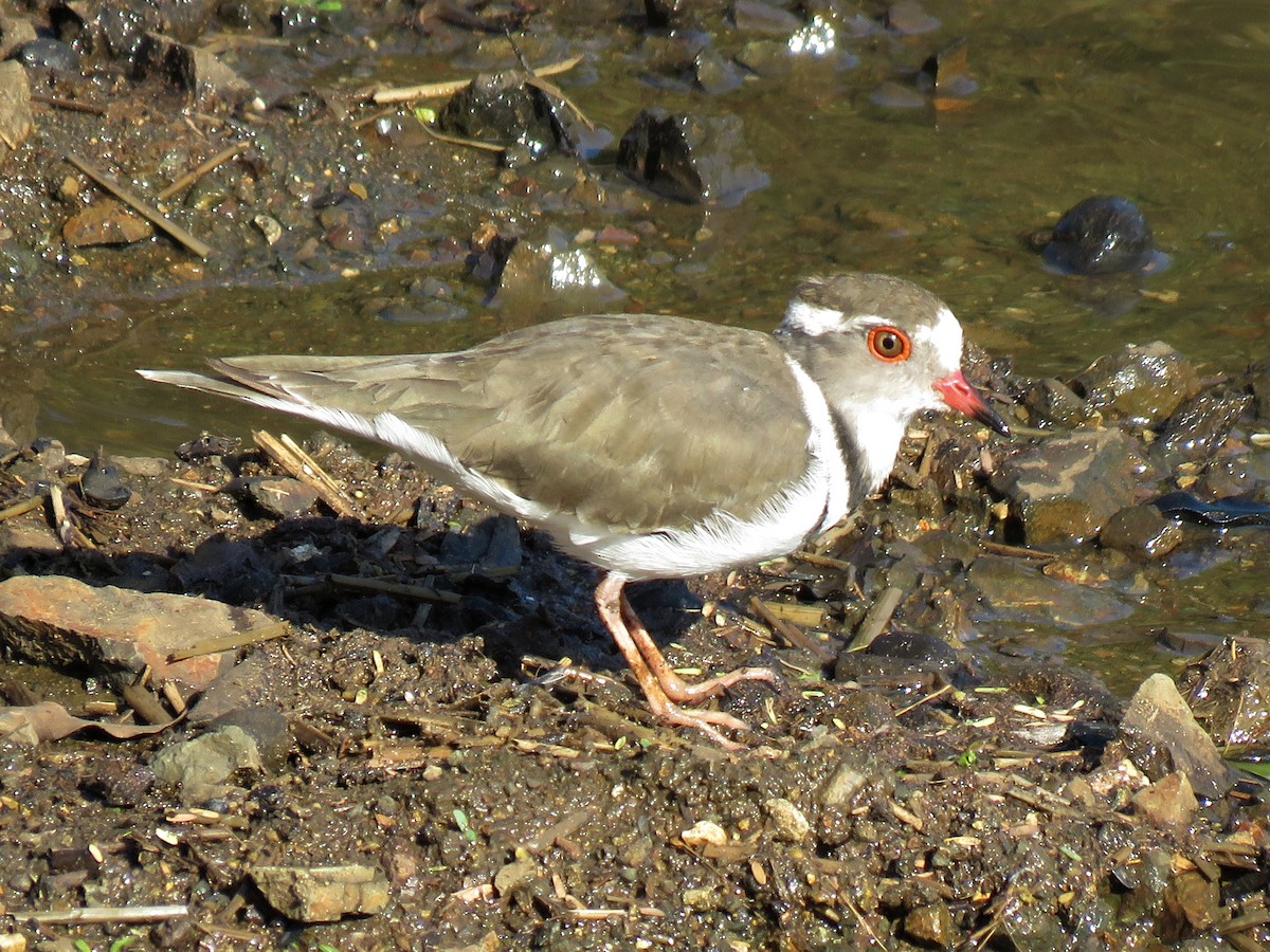 Three-banded Plover - ML620758536