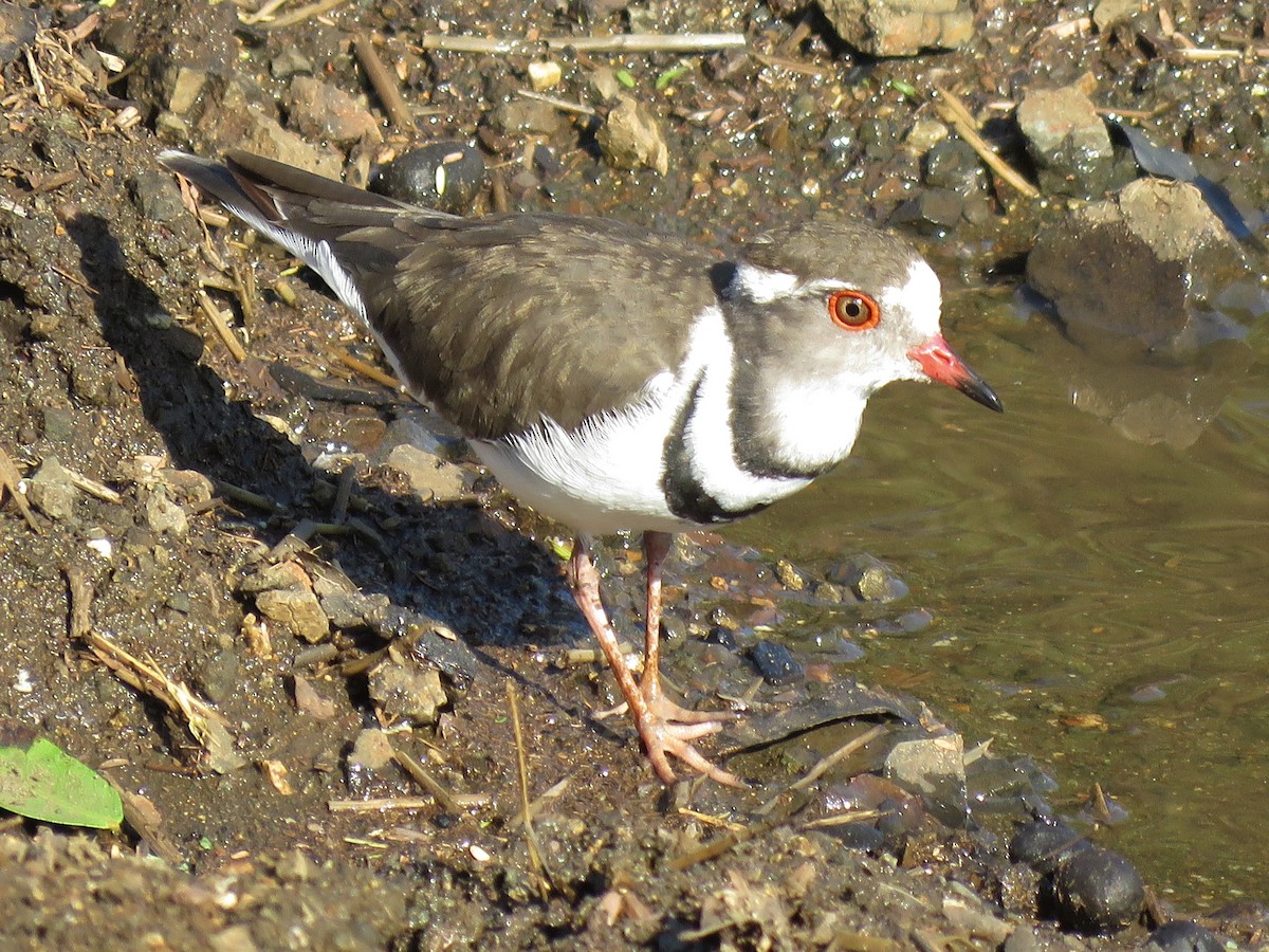 Three-banded Plover - ML620758537