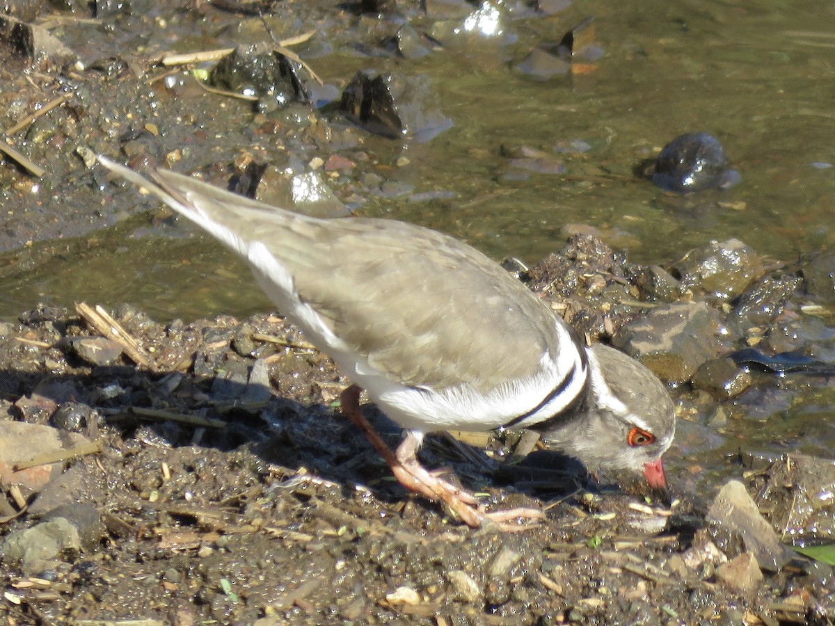 Three-banded Plover - ML620758538