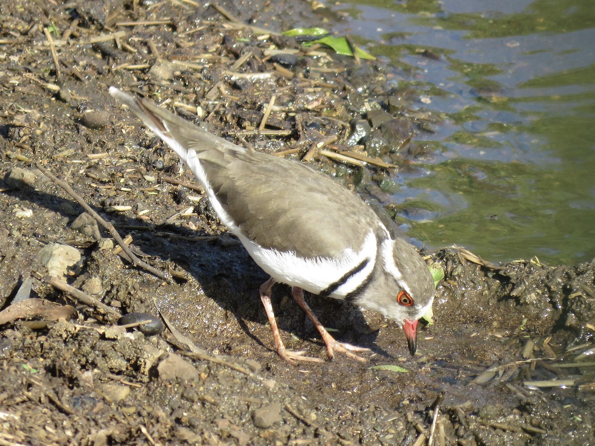 Three-banded Plover - ML620758542