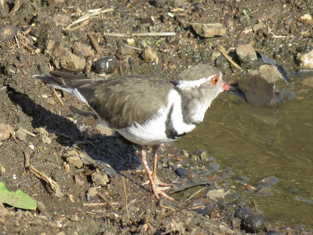 Three-banded Plover - ML620758543