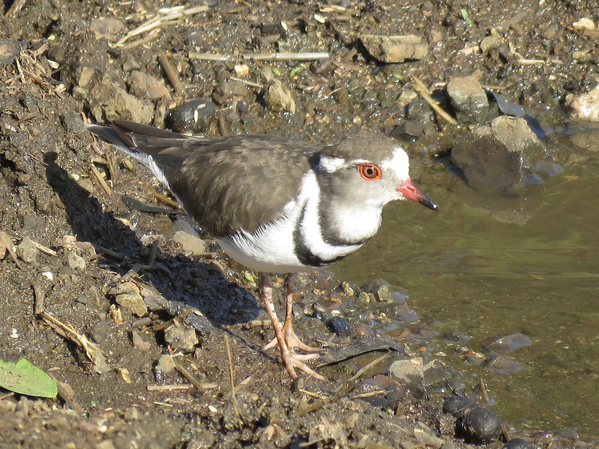 Three-banded Plover - ML620758544