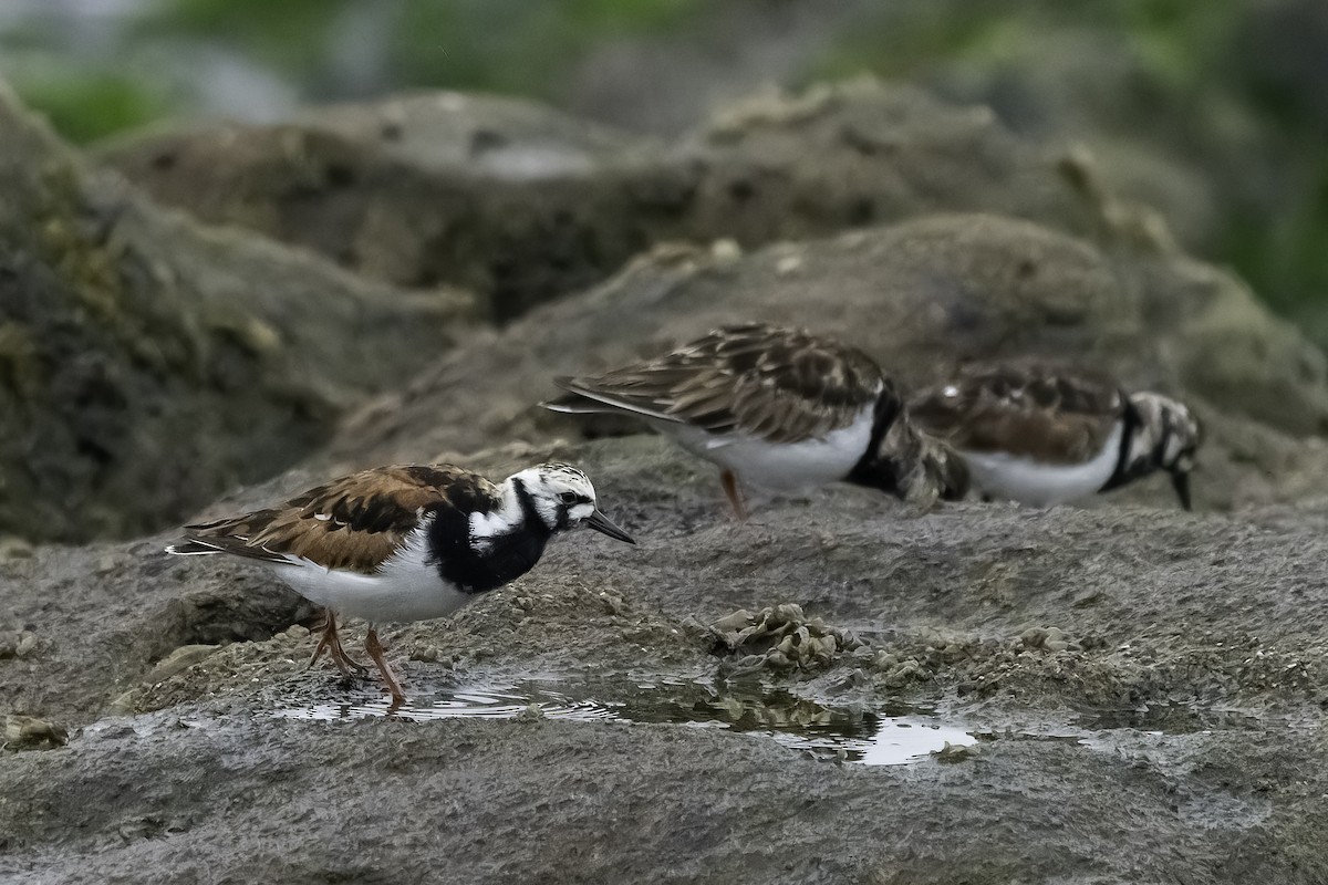 Ruddy Turnstone - ML620758546