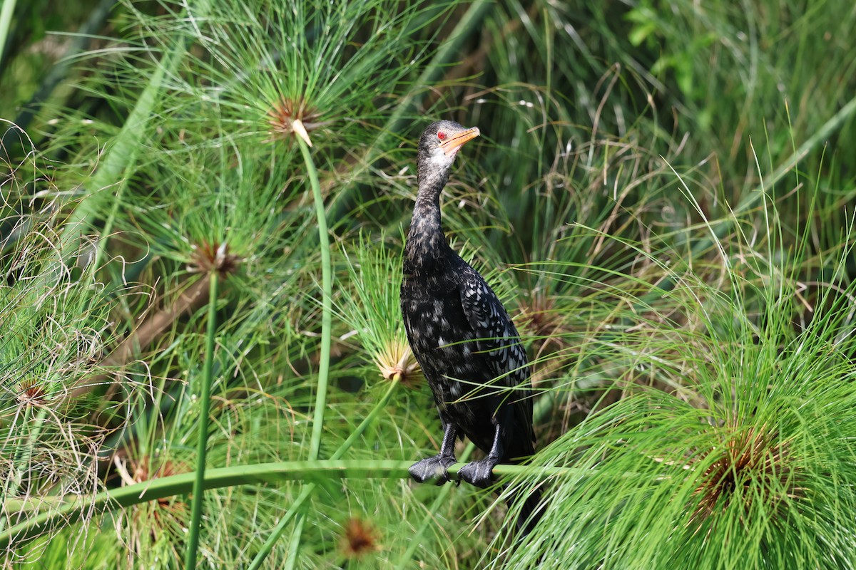 Long-tailed Cormorant - ML620758548