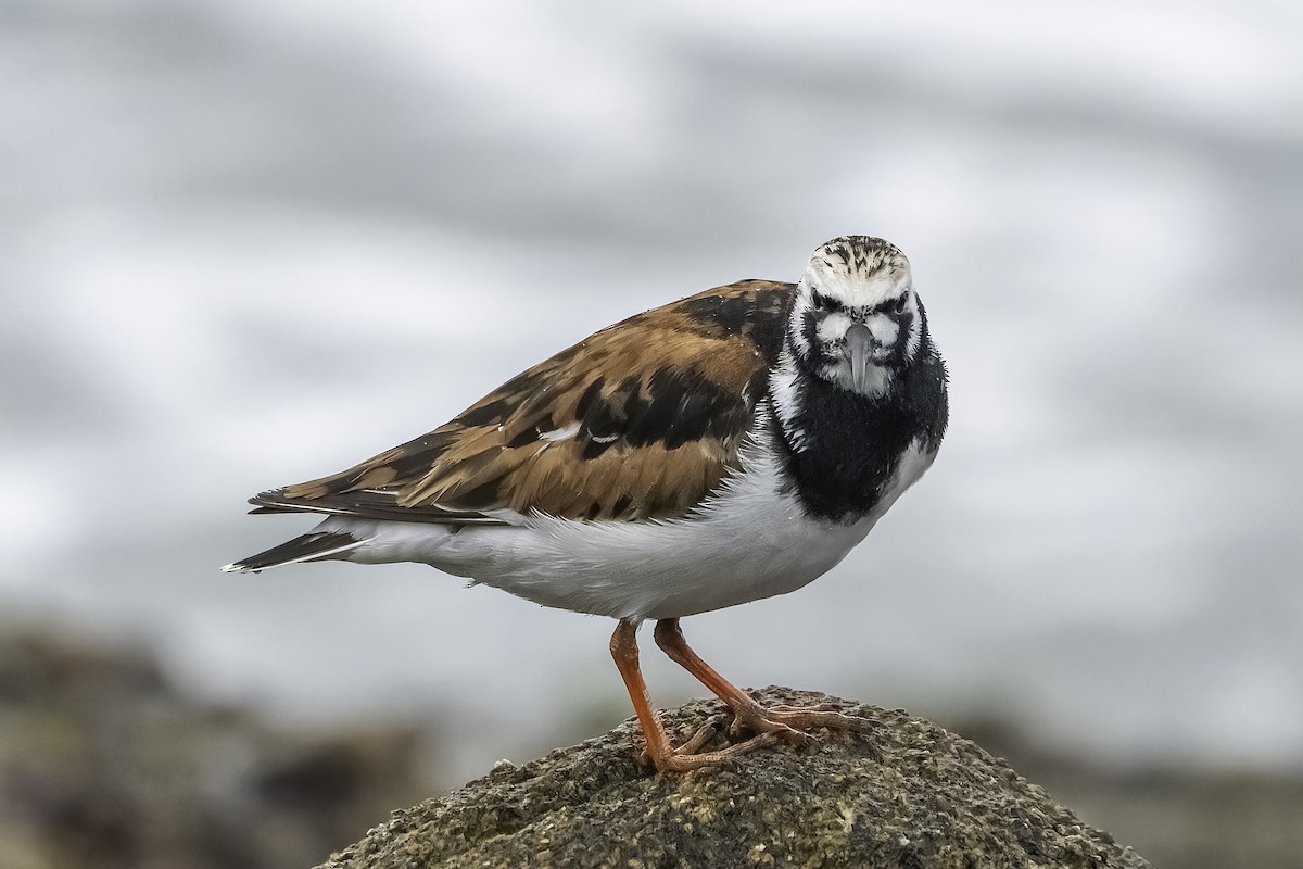 Ruddy Turnstone - ML620758550