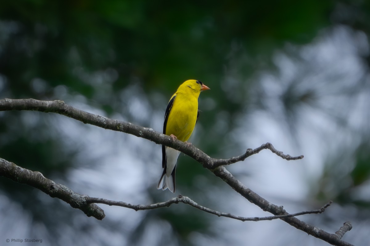 Chardonneret jaune - ML620758553