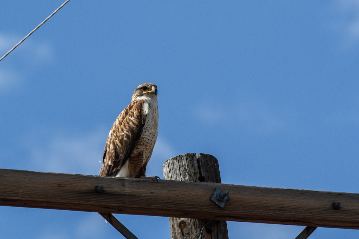 Ferruginous Hawk - ML620758556