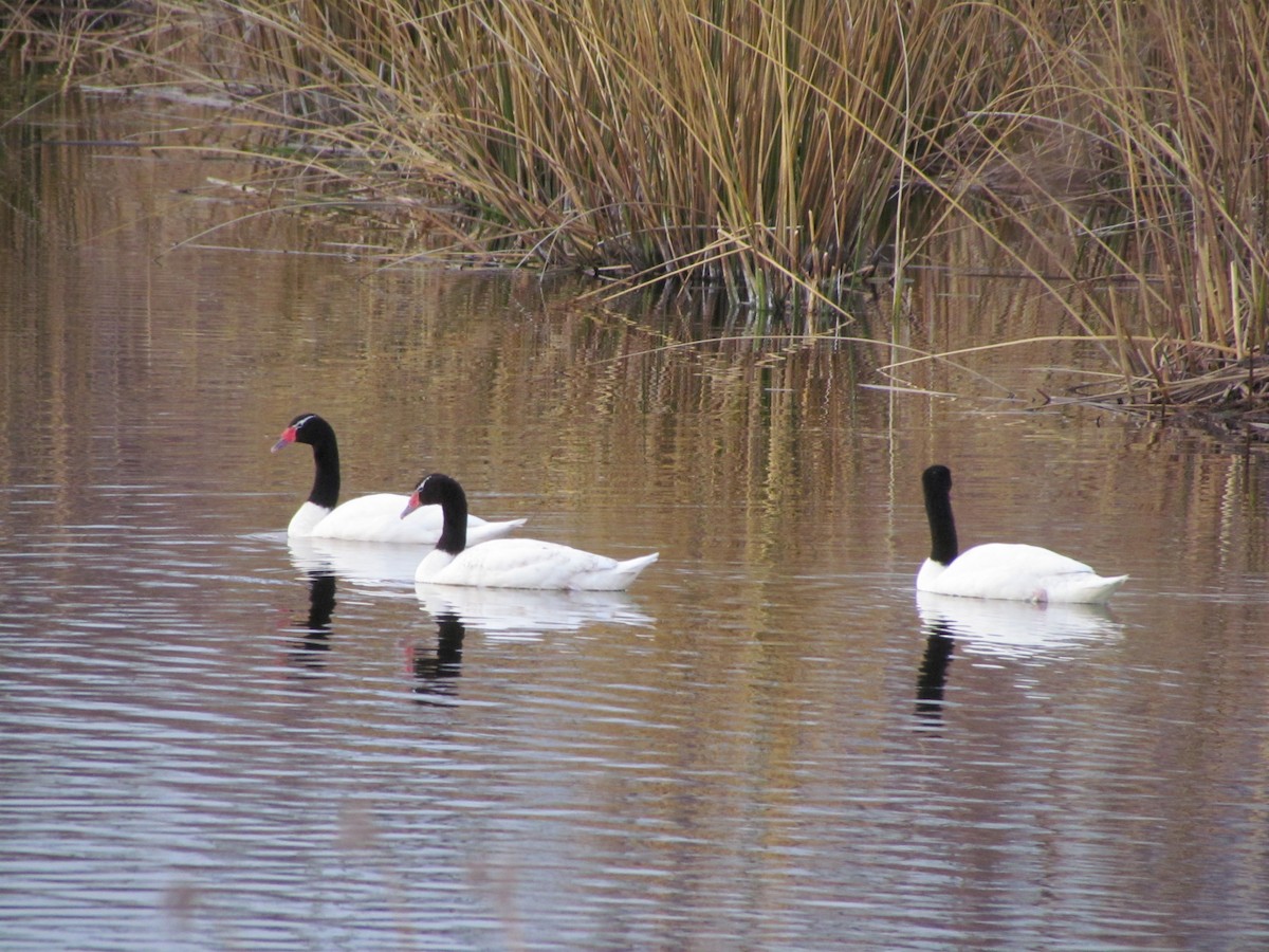 Black-necked Swan - ML620758563