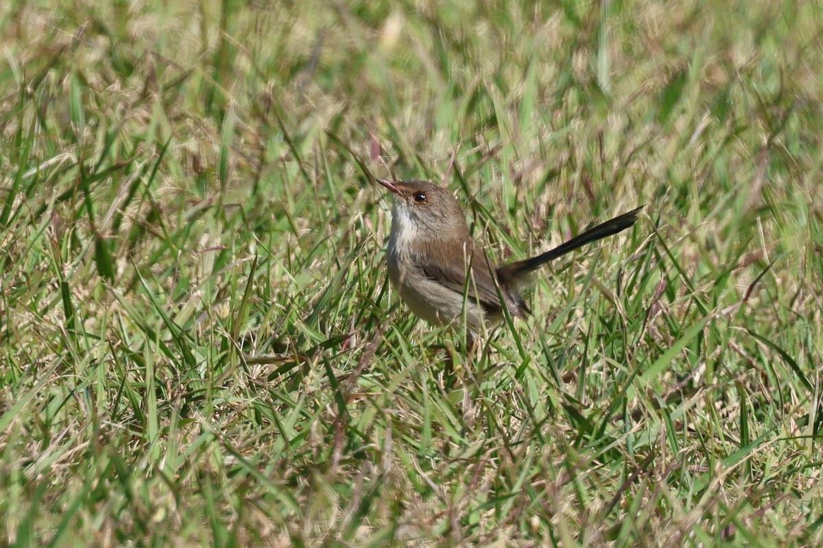 Superb Fairywren - ML620758564