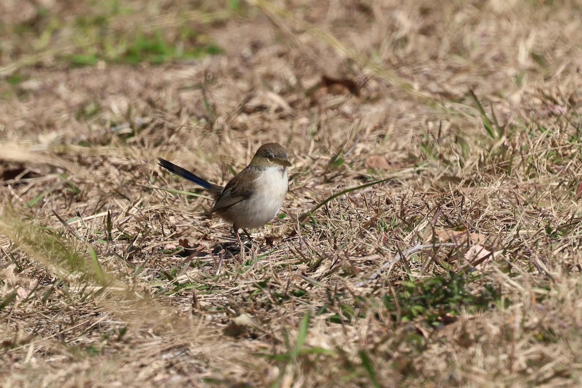 Superb Fairywren - ML620758565