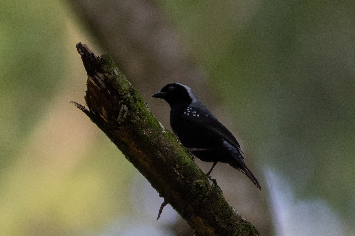 Gray-headed Nigrita - ML620758567