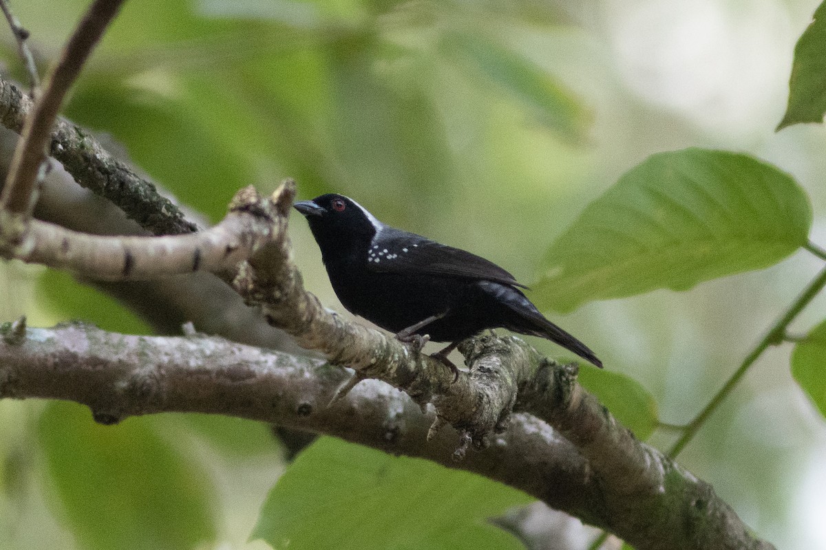 Gray-headed Nigrita - ML620758568