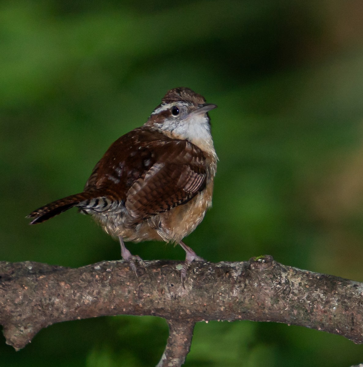 Carolina Wren - ML620758569