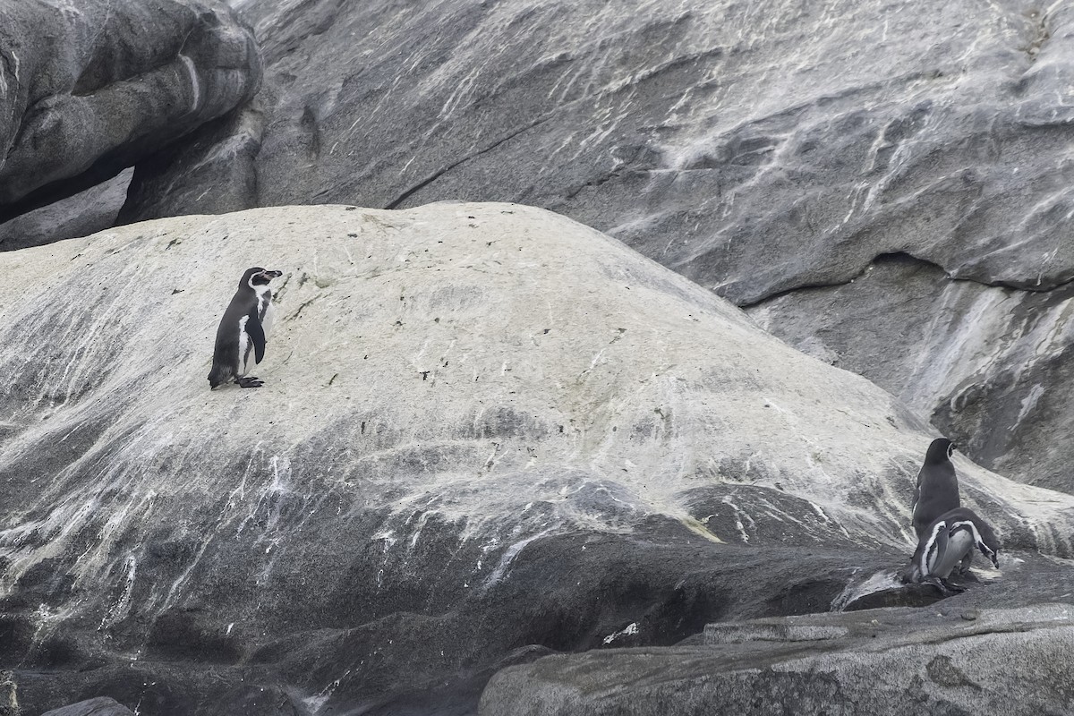 Humboldt Penguin - Jorge Ugalde