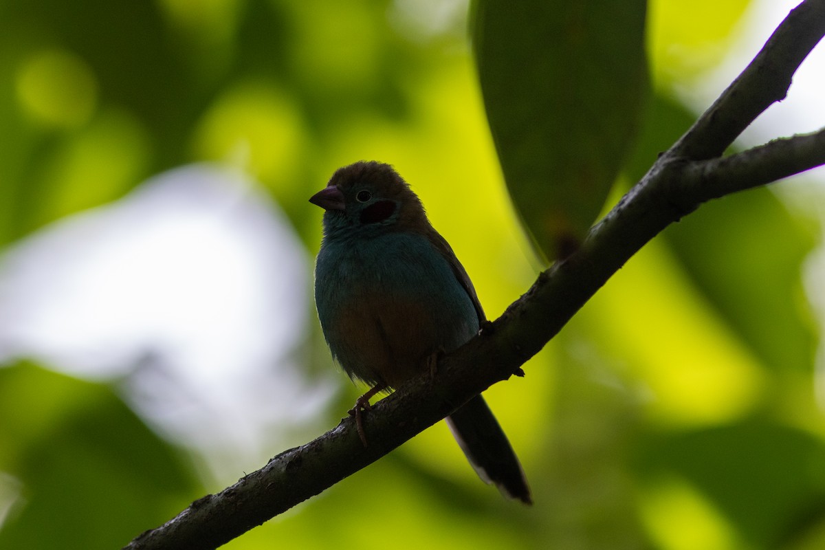 Red-cheeked Cordonbleu - ML620758576