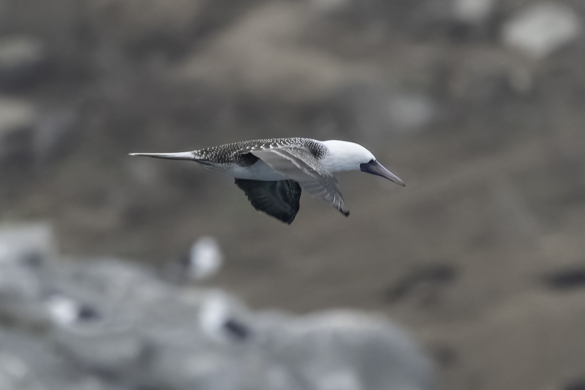 Peruvian Booby - ML620758578