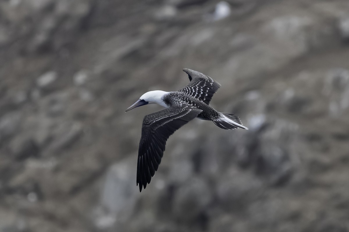 Peruvian Booby - ML620758580