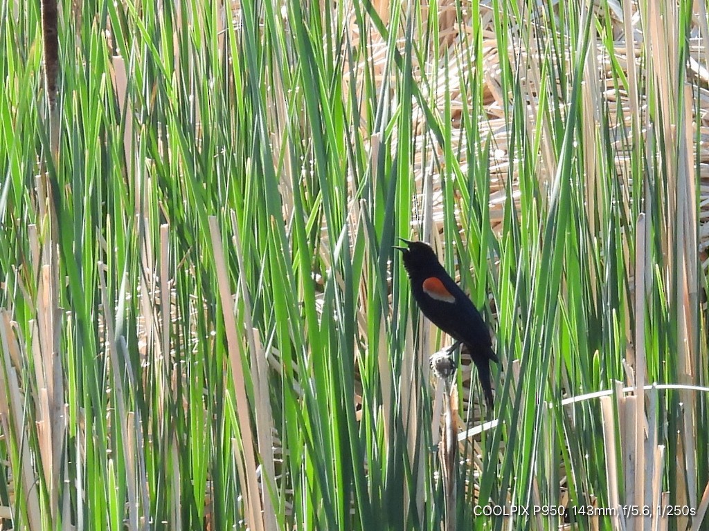 Red-winged Blackbird - ML620758581