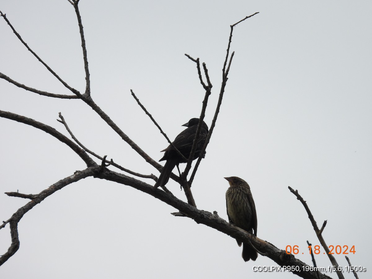 Red-winged Blackbird - ML620758582