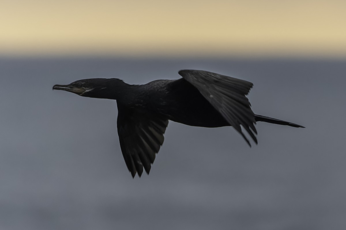 Neotropic Cormorant - ML620758583