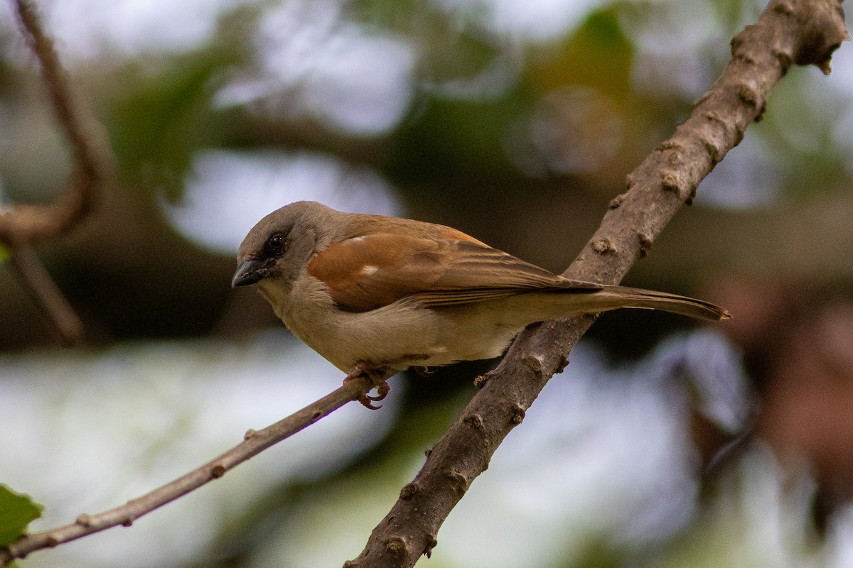 Northern Gray-headed Sparrow - ML620758584