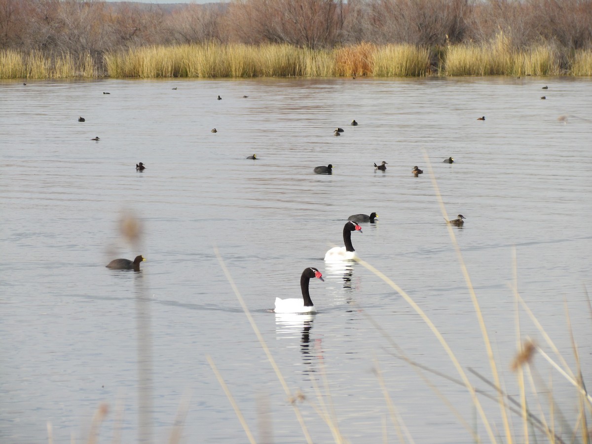 Black-necked Swan - ML620758586