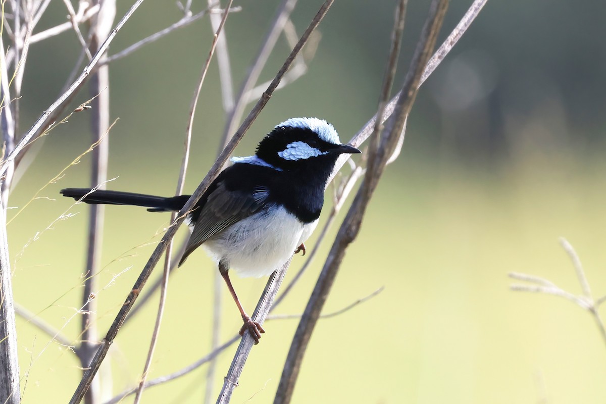 Superb Fairywren - ML620758588