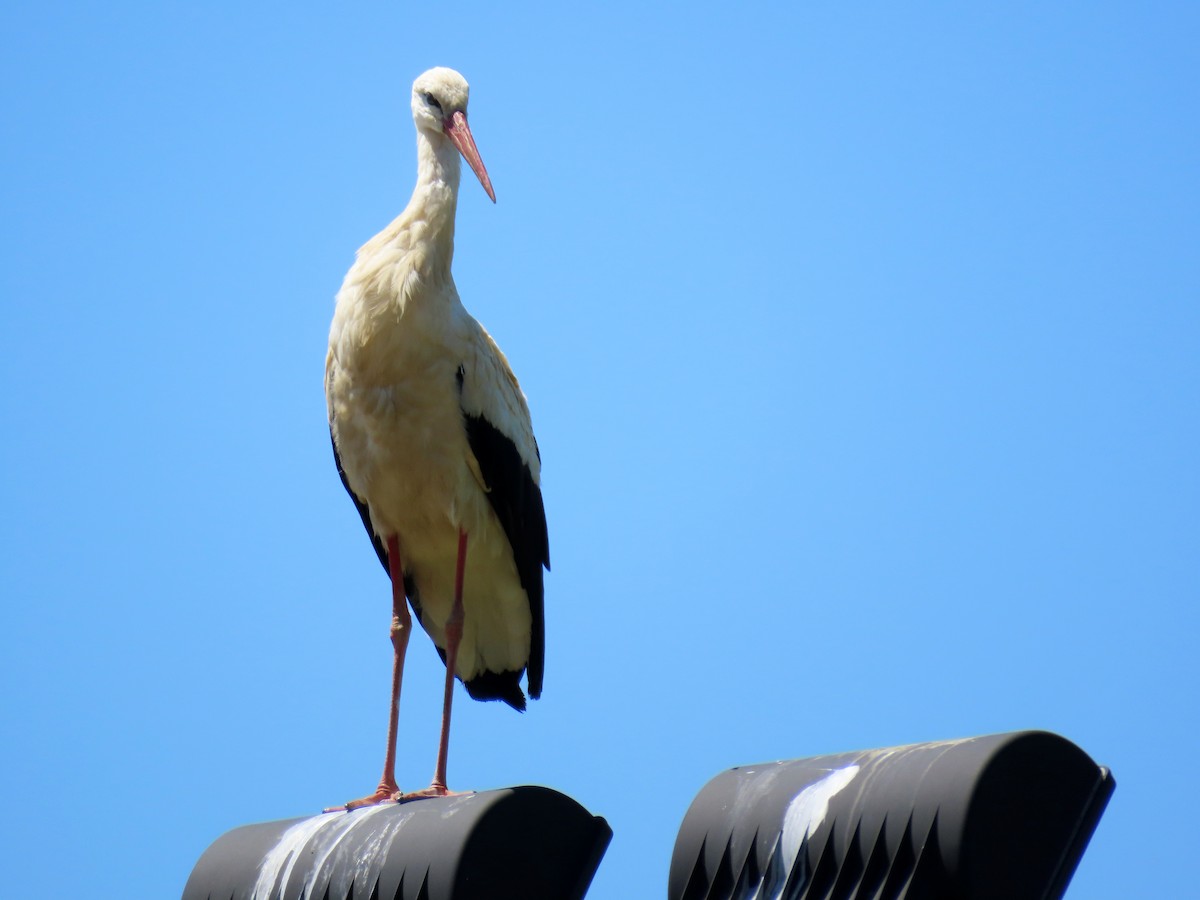 White Stork - ML620758589