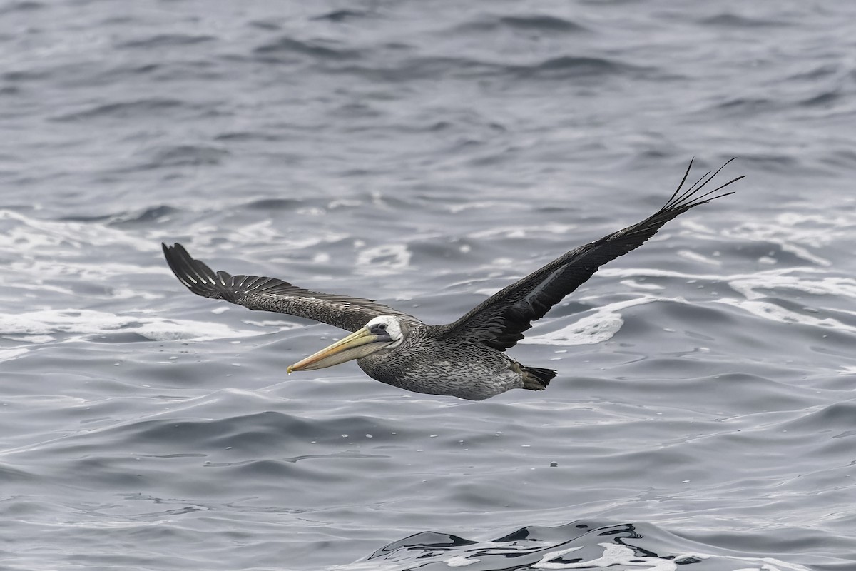 Peruvian Pelican - ML620758591