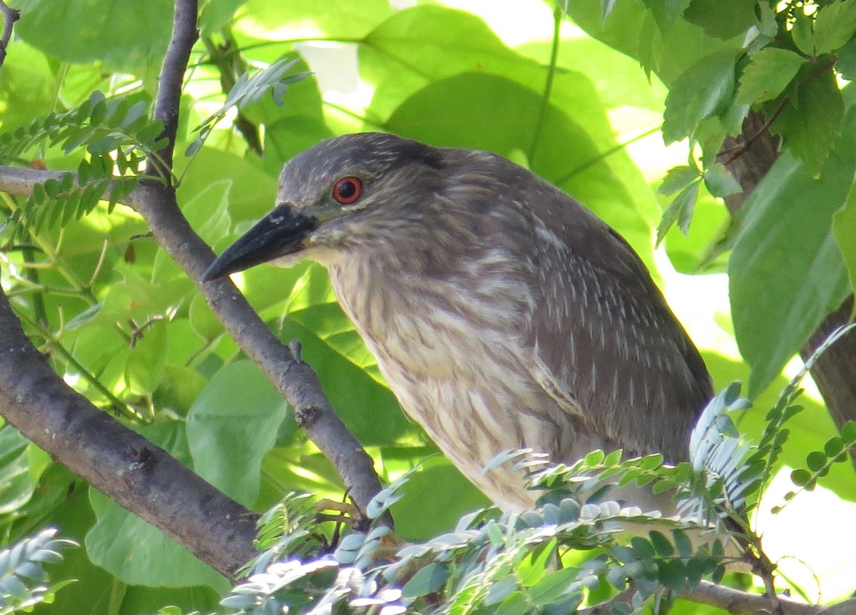 Black-crowned Night Heron - ML620758594