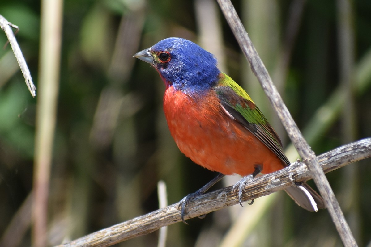 Painted Bunting - ML620758598