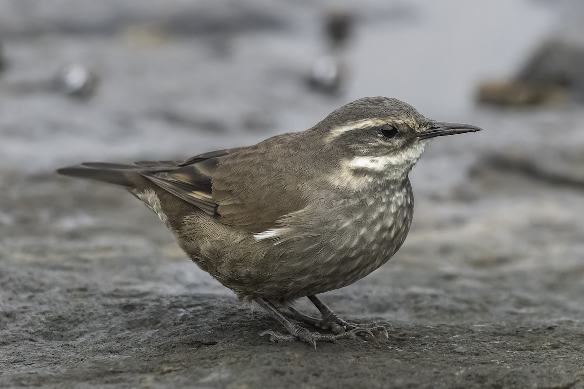 Buff-winged Cinclodes - ML620758604