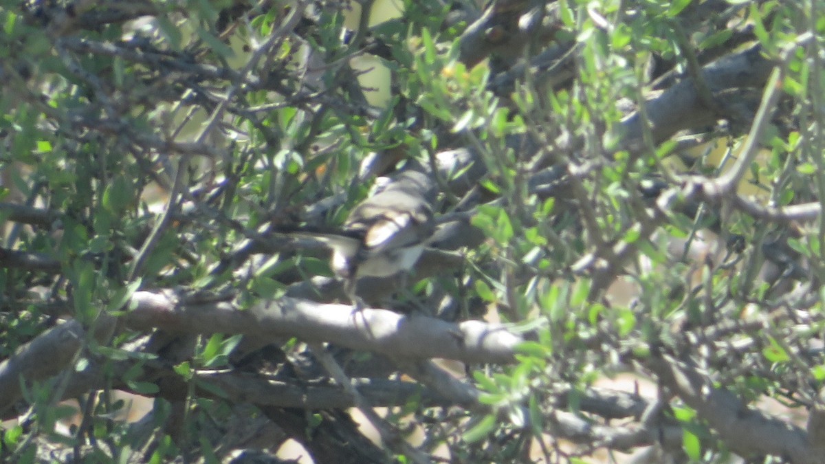 Black-tailed Gnatcatcher - ML620758605