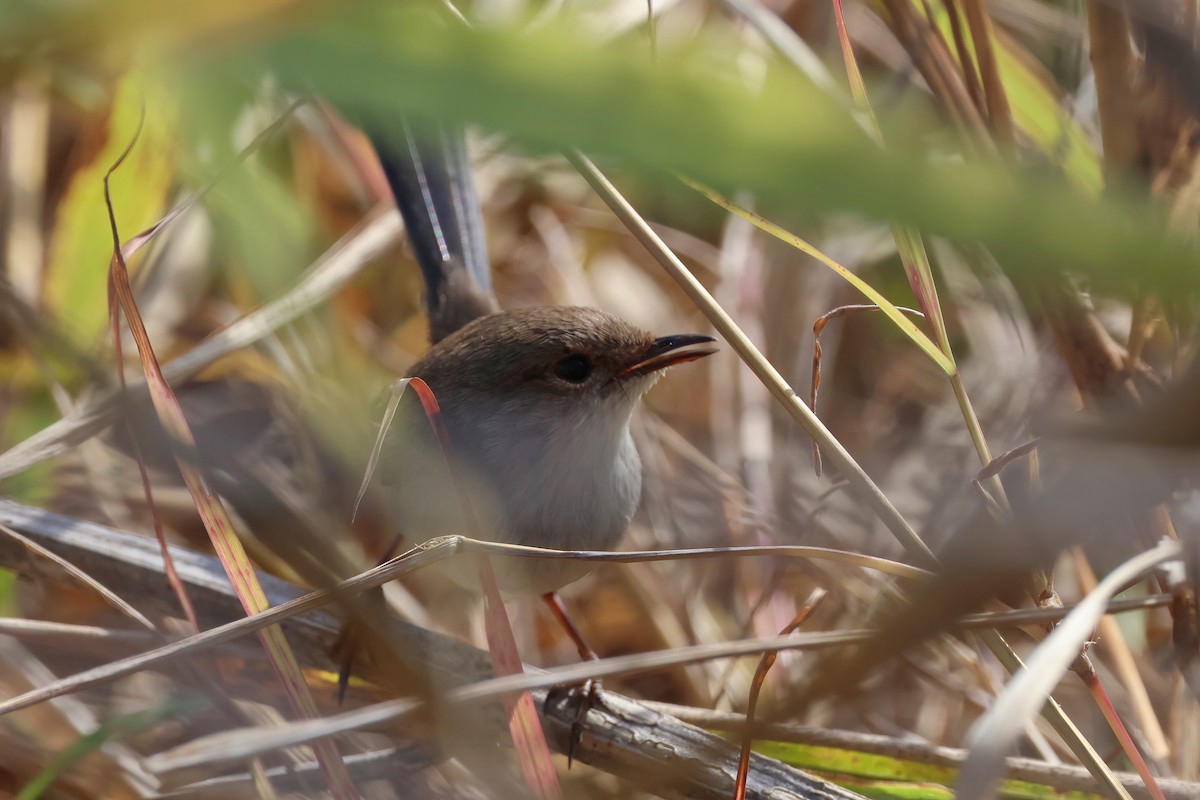 Red-backed Fairywren - ML620758608