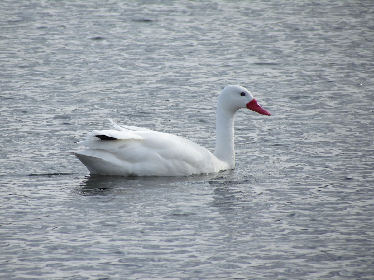 Cisne Coscoroba - ML620758609