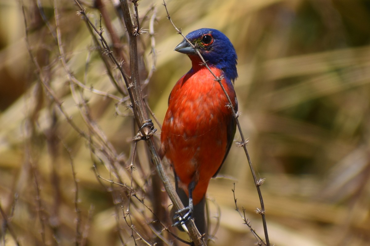 Painted Bunting - ML620758611