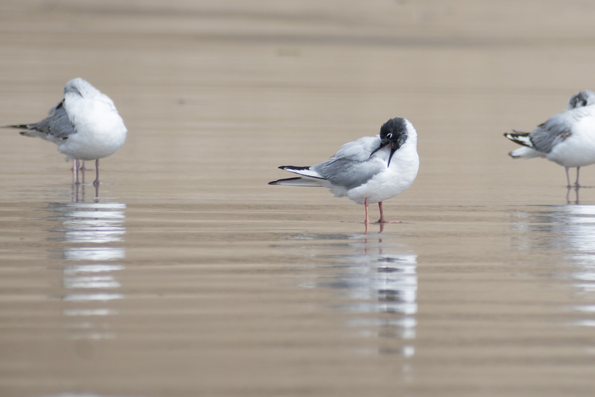 Bonaparte's Gull - ML620758614