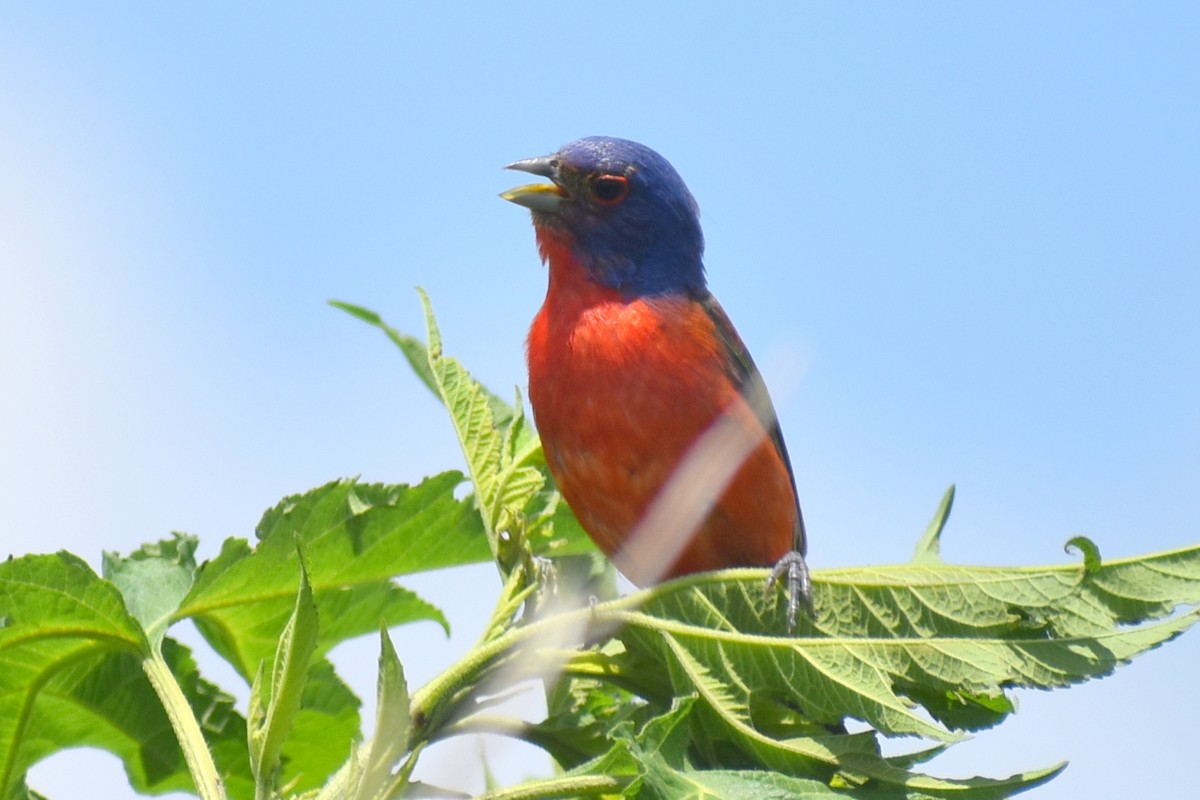 Painted Bunting - ML620758624