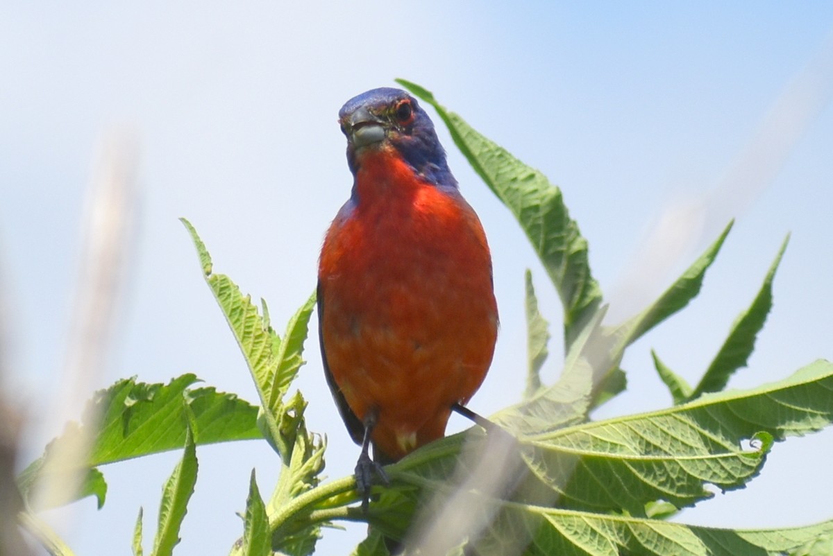 Painted Bunting - ML620758626