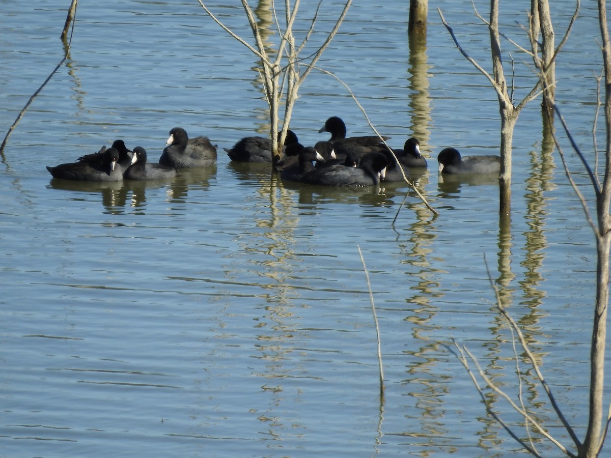 American Coot - ML620758635