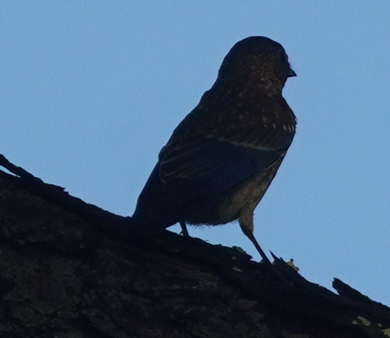 Eastern Bluebird - ML620758636