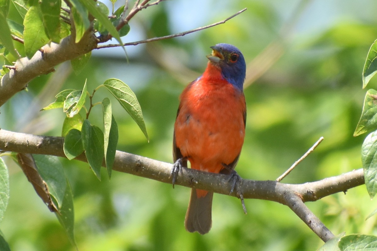 Painted Bunting - ML620758638