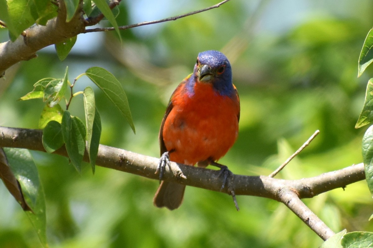 Painted Bunting - ML620758639