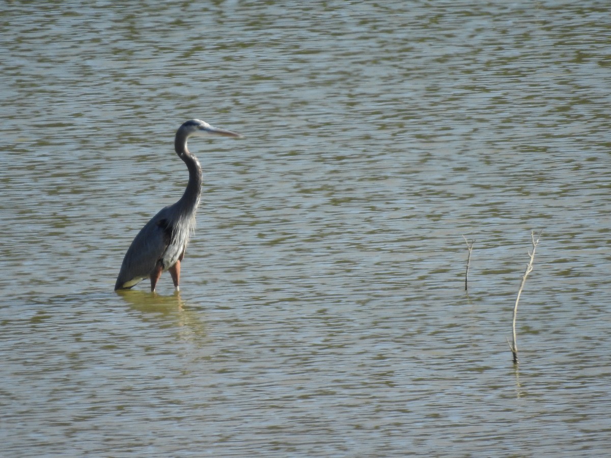 Great Blue Heron - ML620758643