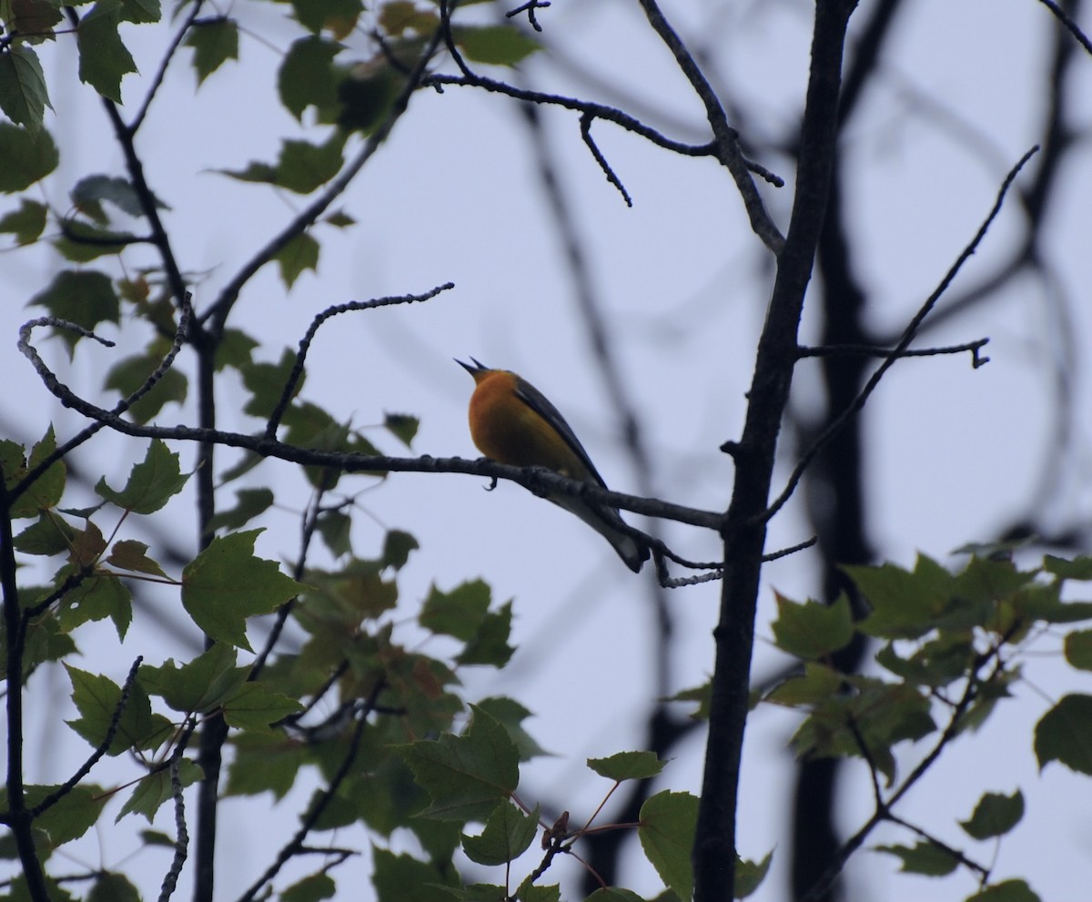 Prothonotary Warbler - ML620758644