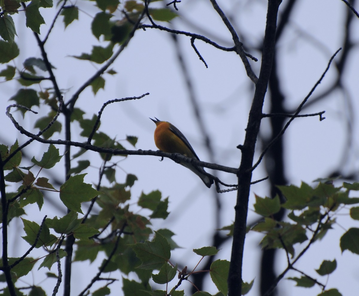 Prothonotary Warbler - ML620758645