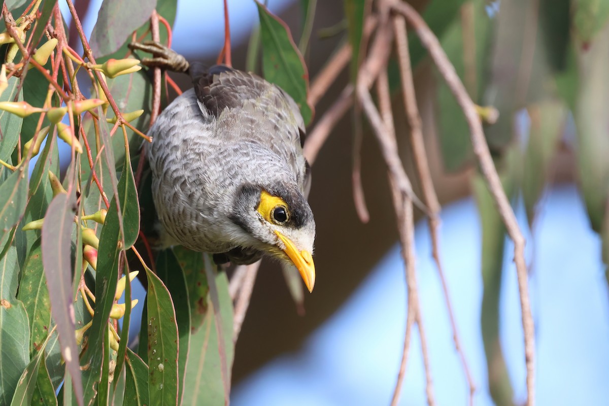 Noisy Miner - ML620758646