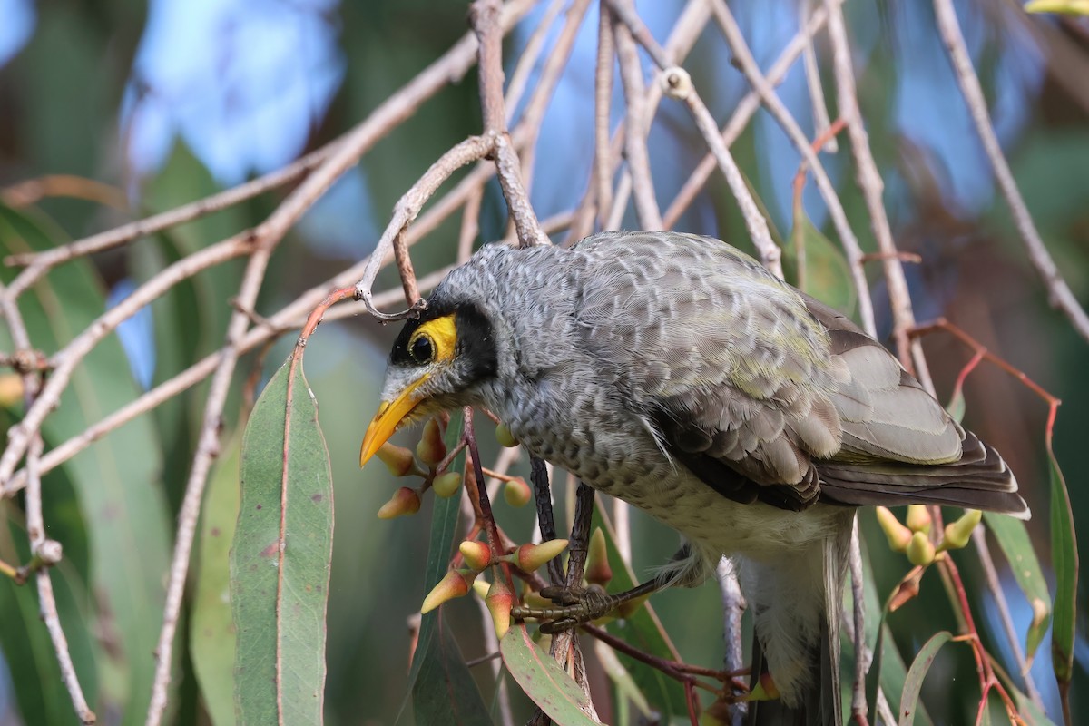 Noisy Miner - ML620758647